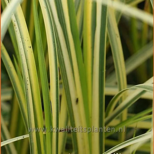 Acorus gramineus 'Ogon'