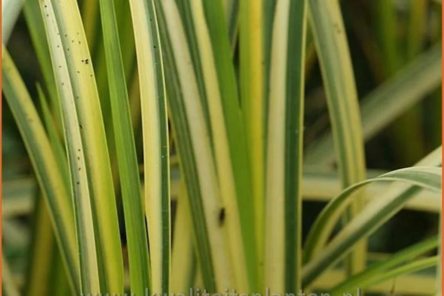Acorus gramineus 'Ogon'