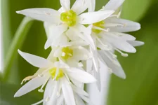 Allium ursinum