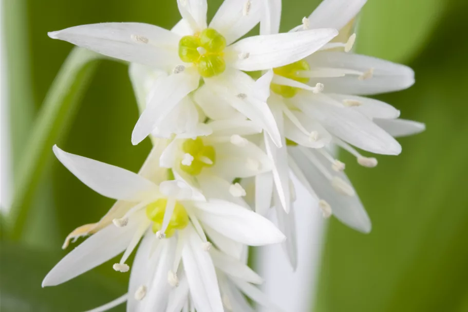 Allium ursinum