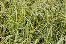 Acorus gramineus 'Ogon'