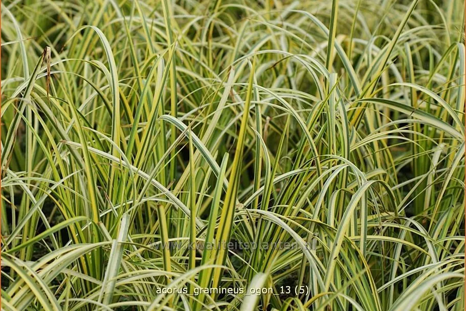 Acorus gramineus 'Ogon'