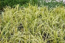 Acorus gramineus 'Ogon'