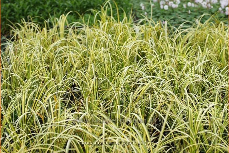 Acorus gramineus 'Ogon'