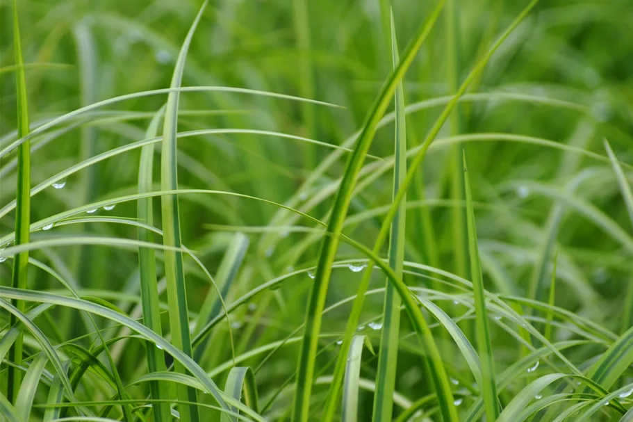 Acorus gramineus 'Ogon'