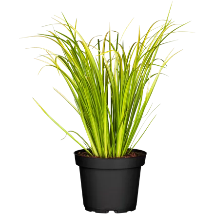 Acorus gramineus 'Ogon'