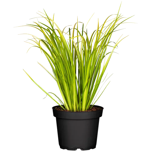 Acorus gramineus 'Ogon'
