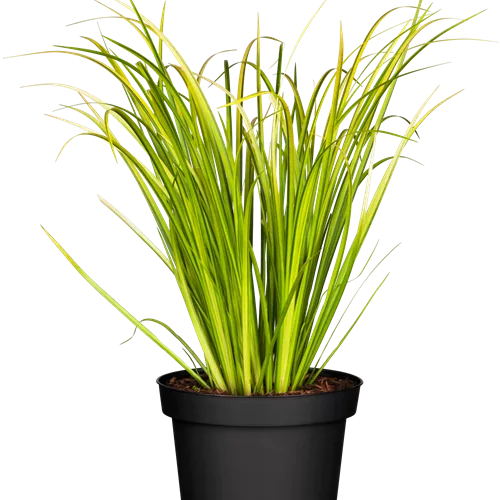 Acorus gramineus 'Ogon'