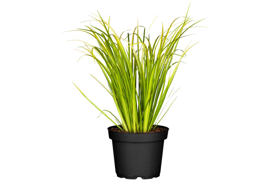Acorus gramineus 'Ogon'