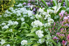Allium ursinum