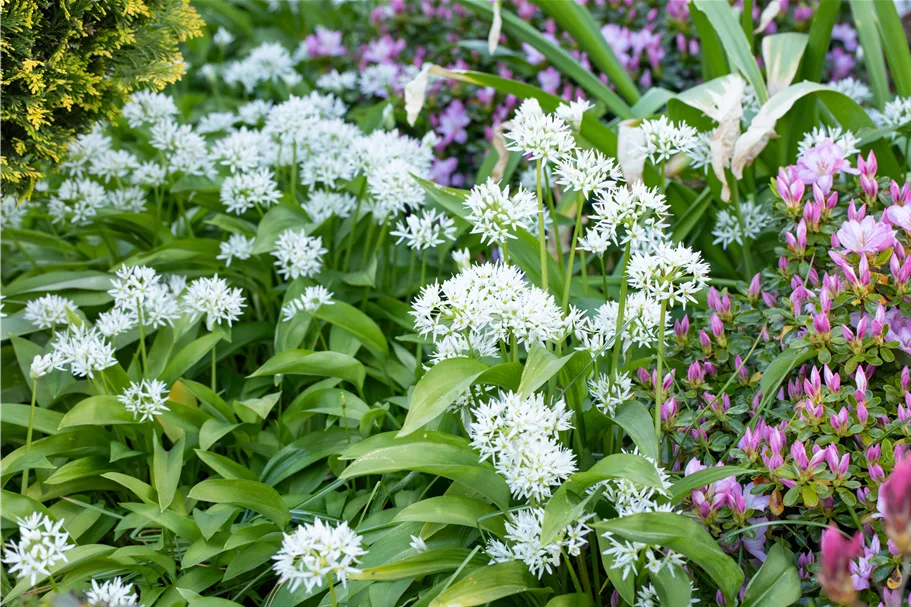 Allium ursinum