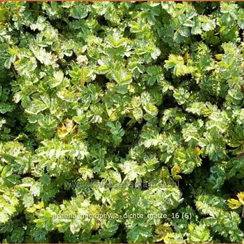 Acaena microphylla 'Dichte Matte'