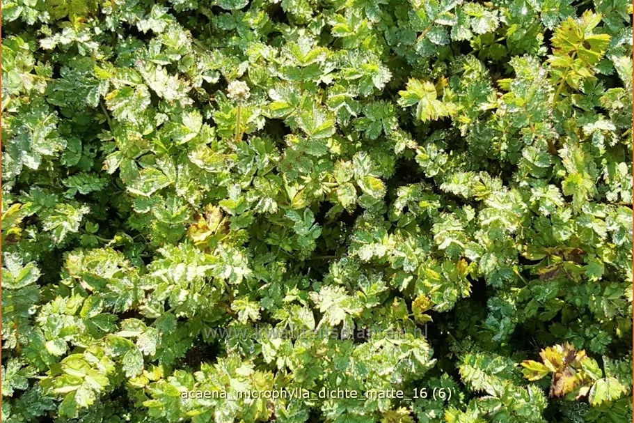 Acaena microphylla 'Dichte Matte'