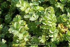 Acaena microphylla 'Dichte Matte'