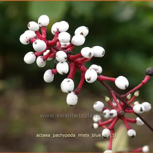 Actaea pachypoda 'Misty Blue'