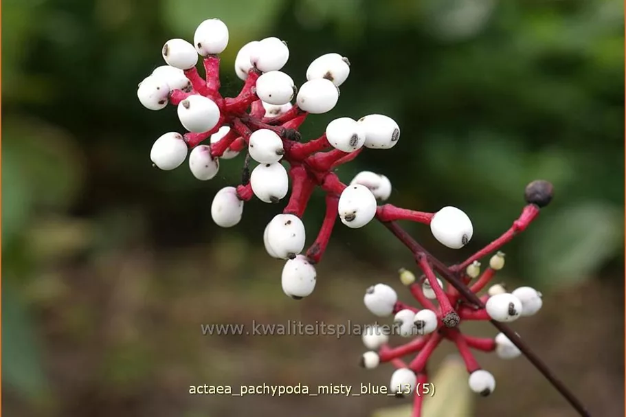 Actaea pachypoda 'Misty Blue'