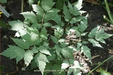 Actaea pachypoda 'Misty Blue'