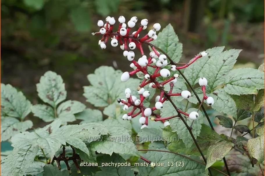 Actaea pachypoda 'Misty Blue'