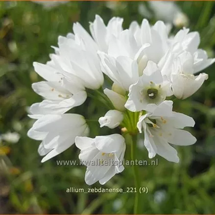 Allium zebdanense