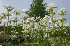 Allium zebdanense