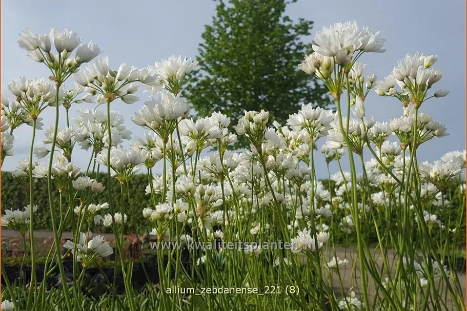 Allium zebdanense