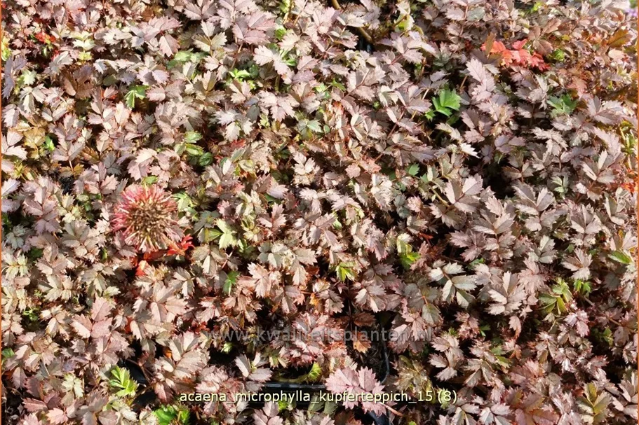Acaena microphylla 'Kupferteppich'