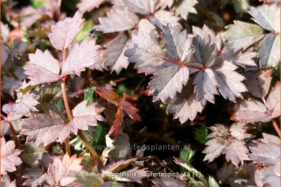 Acaena microphylla 'Kupferteppich'