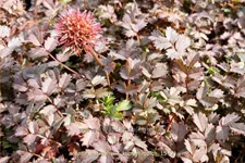 Acaena microphylla 'Kupferteppich'