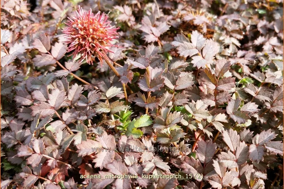 Acaena microphylla 'Kupferteppich'