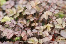 Acaena microphylla 'Kupferteppich'