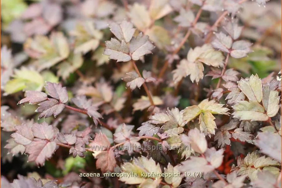 Acaena microphylla 'Kupferteppich'