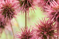 Acaena microphylla 'Kupferteppich'