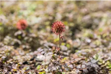 Acaena microphylla 'Kupferteppich'