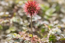Acaena microphylla 'Kupferteppich'