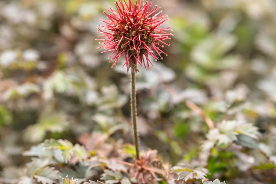 Acaena microphylla 'Kupferteppich'