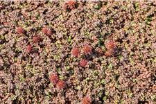 Acaena microphylla 'Kupferteppich'