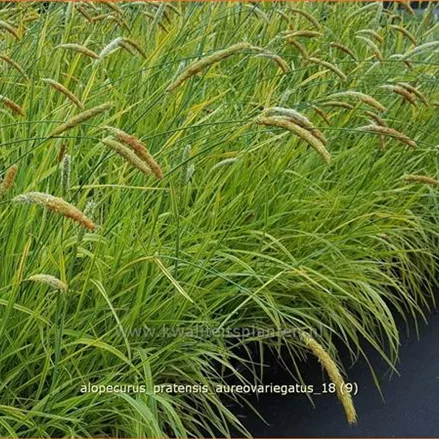 Alopecurus pratensis 'Aureovariegatus'
