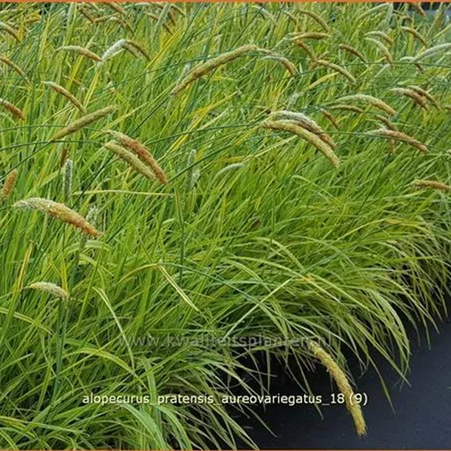 Alopecurus pratensis 'Aureovariegatus'