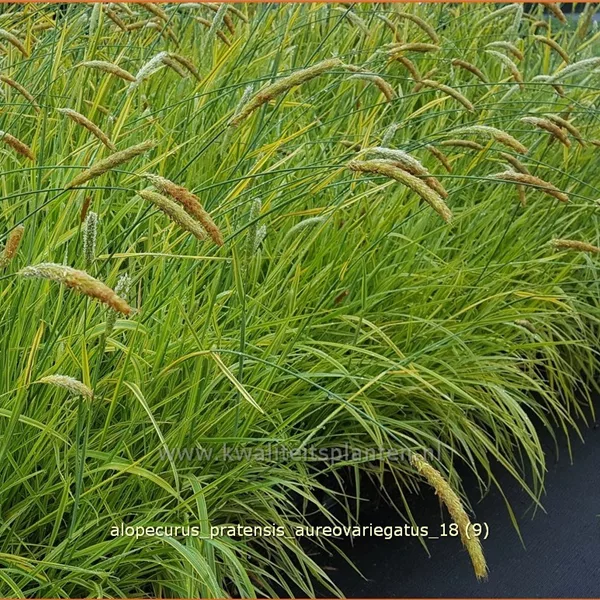 Alopecurus pratensis 'Aureovariegatus'