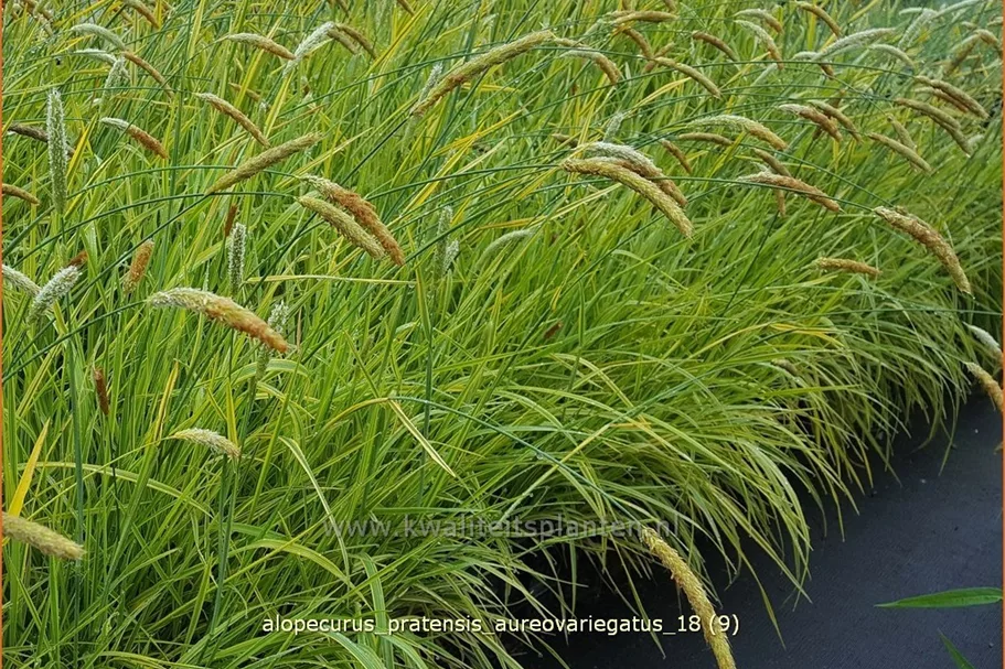 Alopecurus pratensis 'Aureovariegatus'
