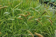 Alopecurus pratensis 'Aureovariegatus'