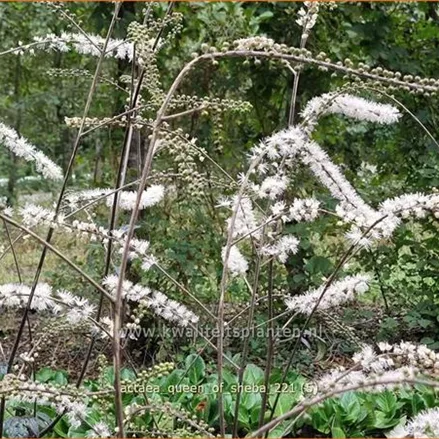 Actaea 'Queen of Sheba'