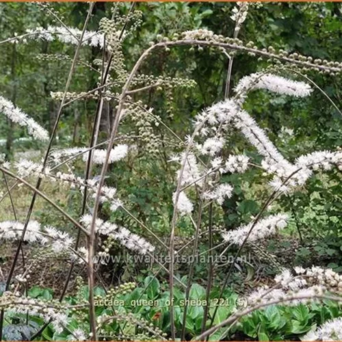 Actaea 'Queen of Sheba'