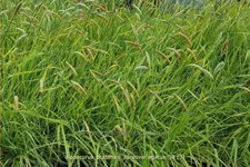 Alopecurus pratensis 'Aureovariegatus'