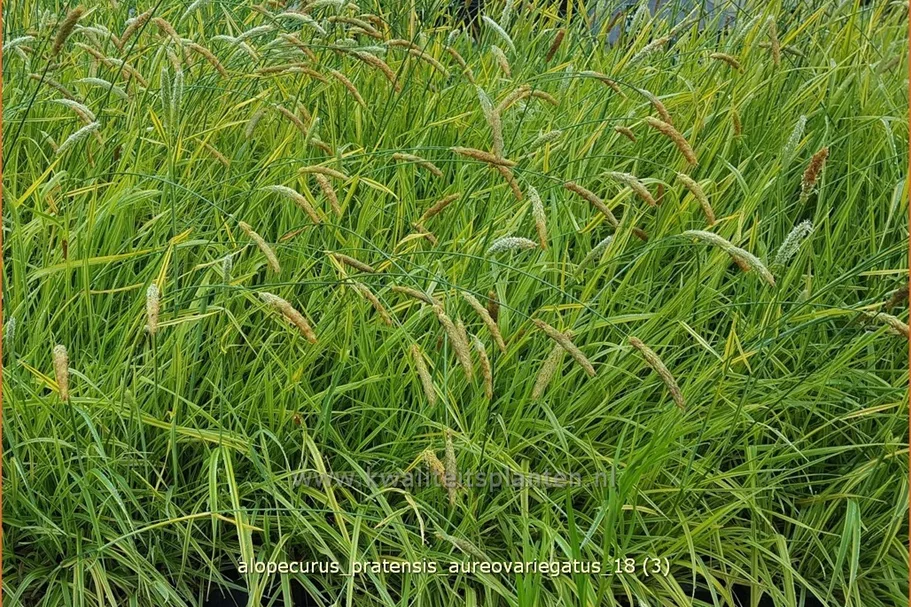 Alopecurus pratensis 'Aureovariegatus'