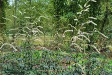 Actaea 'Queen of Sheba'