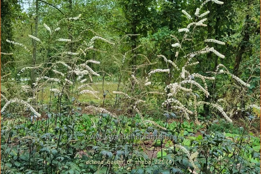 Actaea 'Queen of Sheba'