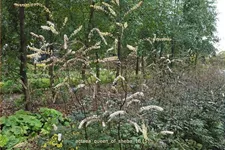 Actaea 'Queen of Sheba'