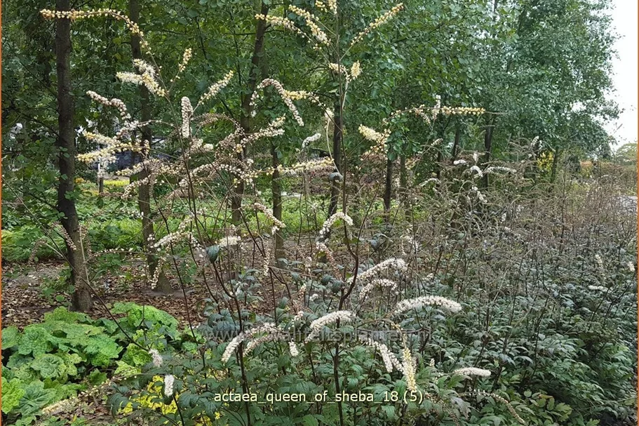 Actaea 'Queen of Sheba'