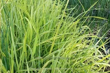 Alopecurus pratensis 'Aureovariegatus'